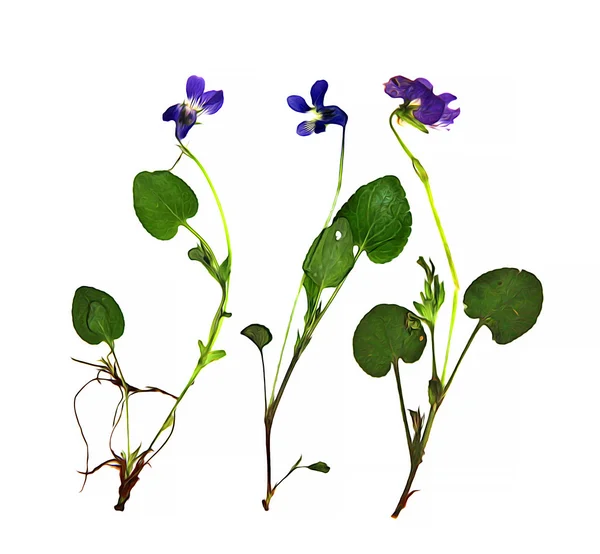 Olie Trek droge bloem set van blauwe bloemen en verse groene blad CLO — Stockfoto