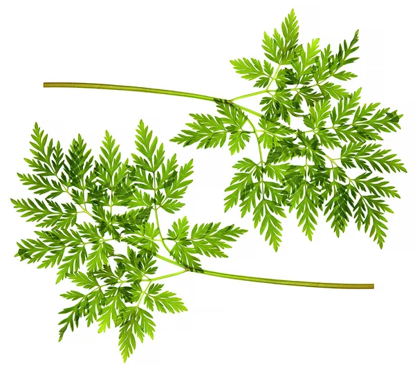 taze yeşil yaprak yakın çekim ilkbaharda yağ çekme seti, i