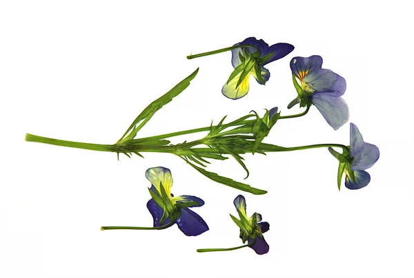 Oil Draw Paint blå violett skog blommor isolerade på vit BAC — Stockfoto