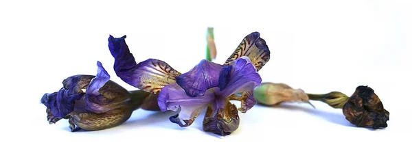 Ulei trage geraniu, petunia, flori delicate uscate, frunze și animale de companie — Fotografie, imagine de stoc