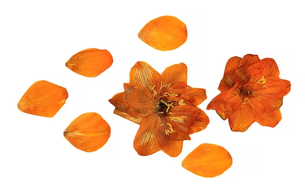 오일 페인트 드라이 플라워 원근, 드라이 섬세한 옐로우, 오렌지 g — 스톡 사진