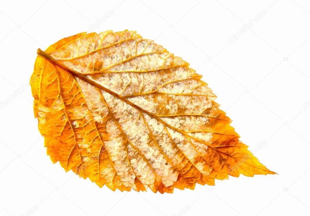 Drawing Of Dried Fall Leaves Of Plants Flowers And Branches Iso Stock Photo C Aarud 114900104