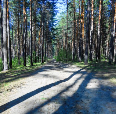 Açık çam ormanı manzara, yeşil çalılar mayınları yol boyunca 