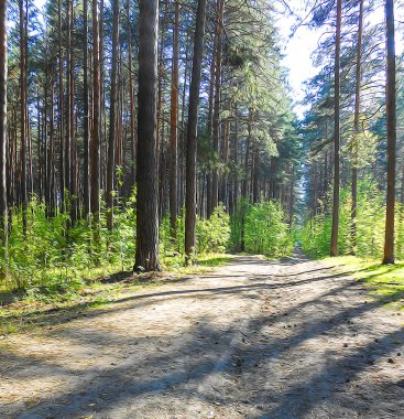Açık çam ormanı manzara, yeşil çalılar mayınları yol boyunca 