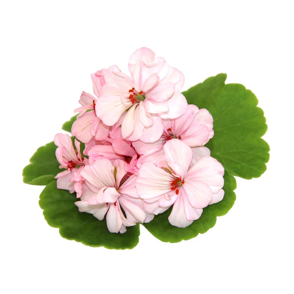 天葵透视，画新鲜细腻的浅粉色花 — 图库照片