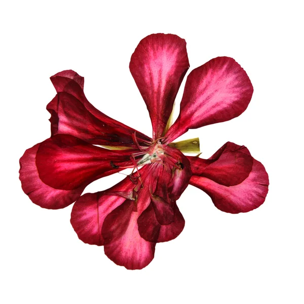 Terry röda dekorativa geranium perspektiv, torr tryckte delikat — Stockfoto