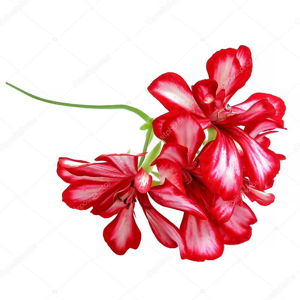 Huile De Dessiner Perspective Géranium Peindre Des Fleurs