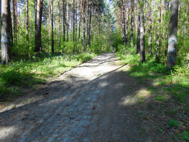 Açık çam ormanı manzara, yeşil çalılar mayınları yol boyunca 