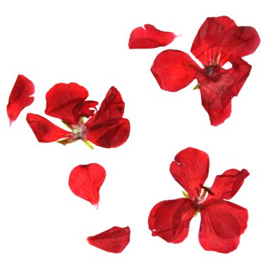 narin çiçekler, yapraklar ve preslenmiş taçyapraklarını Sardunya, Kuru,