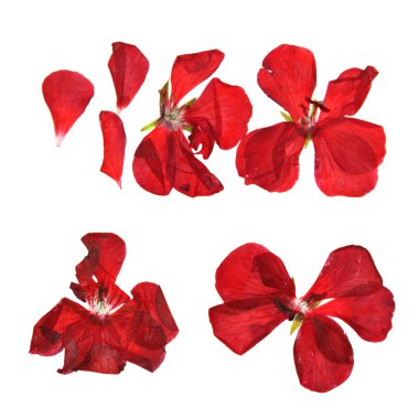 Sardunya, Kuru narin çiçekler, yapraklar ve yaprakları preslenmiş, Re