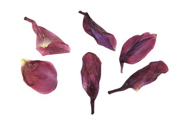 yağ çekmek preslenmiş, illustrat kuru hassas Pembe çiçek yaprakları