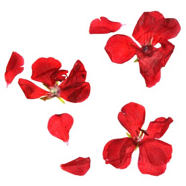 yağ çekmek narin çiçekler, yapraklar ve yaprakları PR Sardunya, Kuru