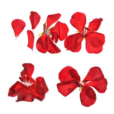 yağ çekmek narin çiçekler, yapraklar ve yaprakları PR Sardunya, Kuru