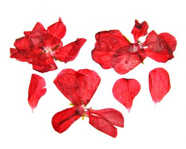 yağ çekmek narin çiçekler, yapraklar ve yaprakları PR Sardunya, Kuru