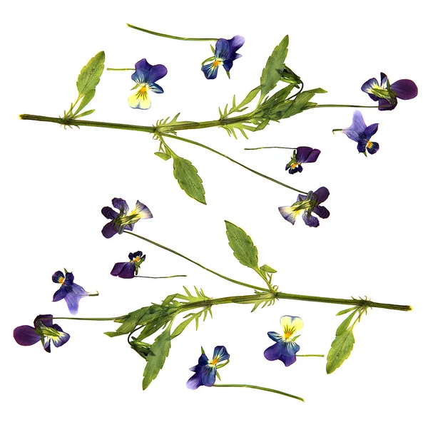 Olie trekken verf grote blauwe en witte bloemen ingedrukt droge viooltje Is — Stockfoto