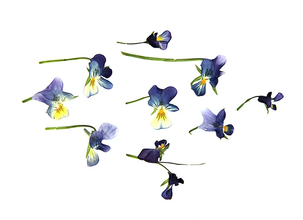 Olja Rita måla stora blå och vita blommor tryckte torr pansy är — Stockfoto