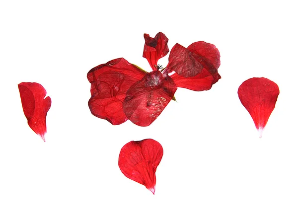 Oil draw geranium, dry delicate flowers, leaves and petals of pr — Stock Photo, Image