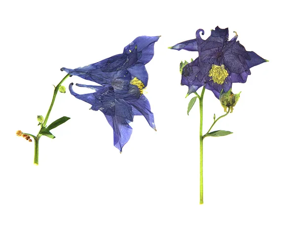Óleo desenhar pintar grandes flores azuis e brancas pressionado seco real Aq — Fotografia de Stock
