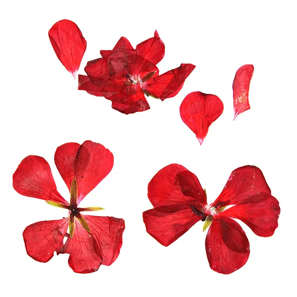 Olja drar geranium, torra fina blommor, blad och kronblad av pr — Stockfoto