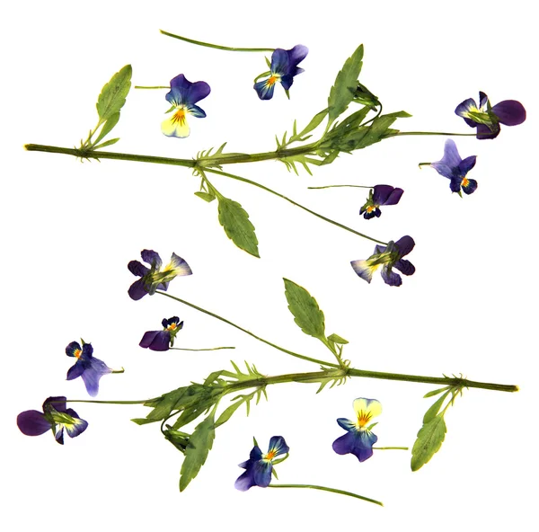 Grote blauwe en witte bloemen ingedrukt droge pansy geïsoleerde bloesem — Stockfoto
