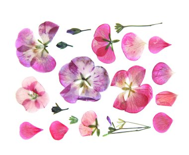 Basılı multicolour Sardunya bakış açısı ayarlayın. Kuru hassas isol