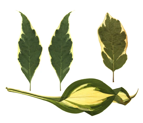 Agavoideae folhas verdes com um núcleo amarelo — Fotografia de Stock