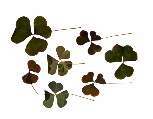 Dreieckige dunkelgrüne glatte Blätter ohne klar definierte Strähne — Stockfoto