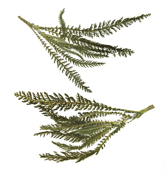 Dry green pressed leaf of fern isolated pressed fleecy leaves on — Stock Photo, Image