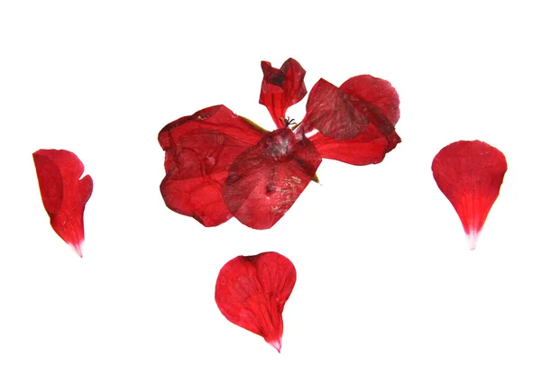 Geranium, dry delicate flowers, leaves and petals of pressed, re — Stock Photo, Image