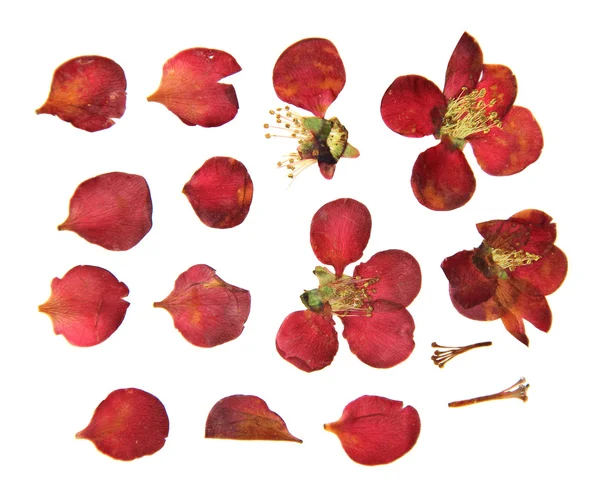 Pressed and dry  large red flowers and petal set of quince. Blos — Stock Photo, Image