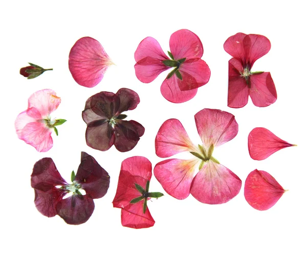 Pressade multicolour geranium sätta perspektiv. Torra fina isol — Stockfoto