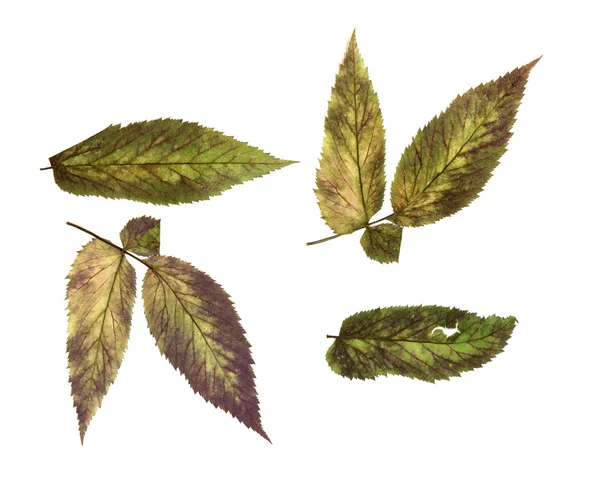 Steinbeerensatz trocken zart gepresste mehrfarbige Blätter, isolieren — Stockfoto