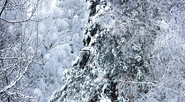 Ölgemälde Winterlandschaft mit kahlen Zweigen einer Birke auf einem — Stockfoto