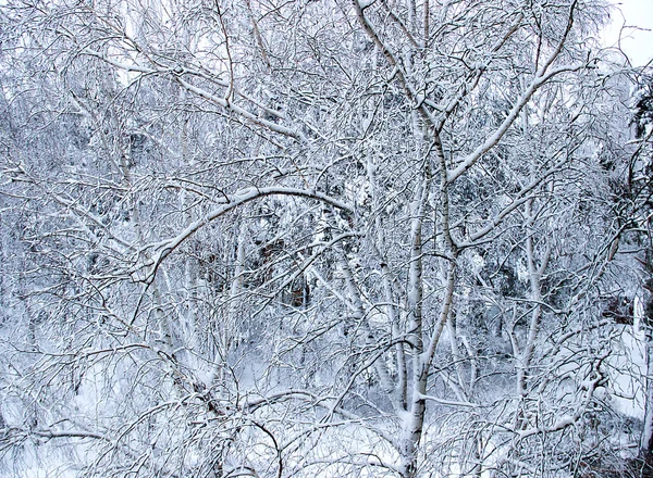 Dibujo aceite invierno paisaje con ramas desnudas de un abedul en un — Foto de Stock