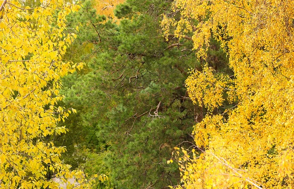 El comienzo del otoño. Abedul brillante y pinos —  Fotos de Stock