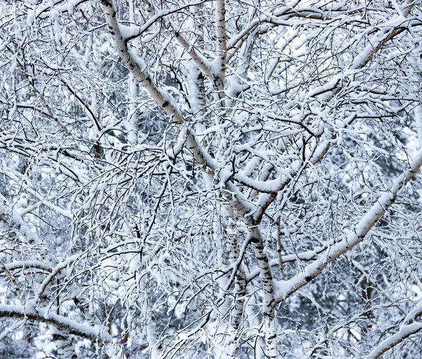 Rysunek olej zimowy pejzaż z gołe gałęzie brzozy — Zdjęcie stockowe
