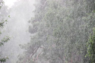 yağmurlu bir gün. Çam ve huş duş altında