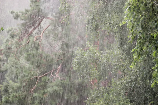 Deszczowy dzień. Sosna i brzoza pod prysznicem — Zdjęcie stockowe