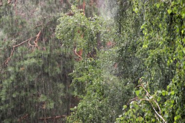 yağmurlu bir gün. Çam ve huş duş altında