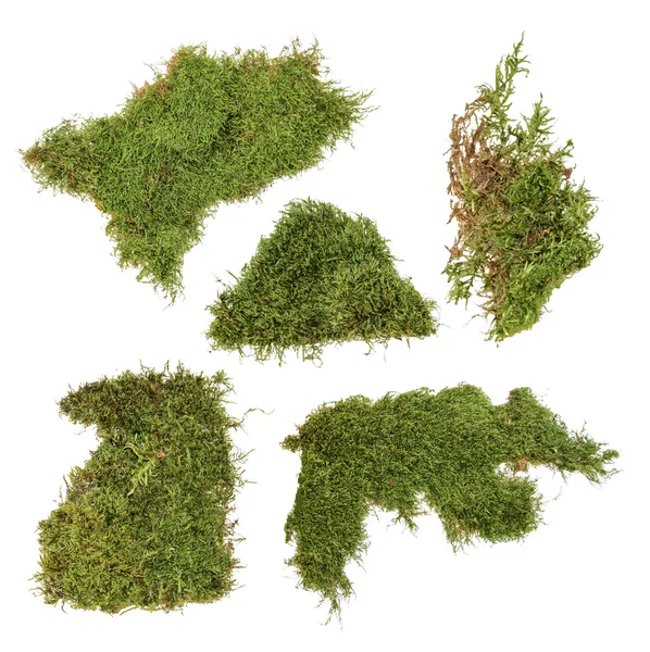 A piece of green moss — Stock Photo, Image