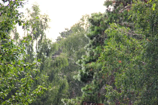 Βροχερή μέρα. Πεύκο και σημύδας κάτω από το ντους — Φωτογραφία Αρχείου