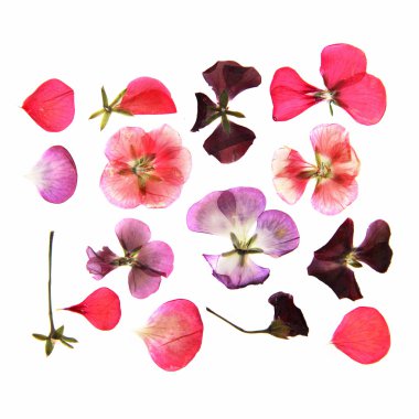 Multicolour Sardunya set perspektif preslenmiş. 