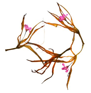 Kurutulmuş zambak yaprakları ve preslenmiş çiçek sardunyalar