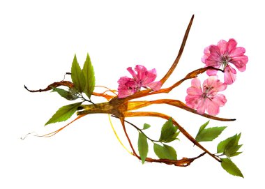 garip eğri haddelenmiş kurutulmuş zambak yaprakları. hassas akışı preslenmiş