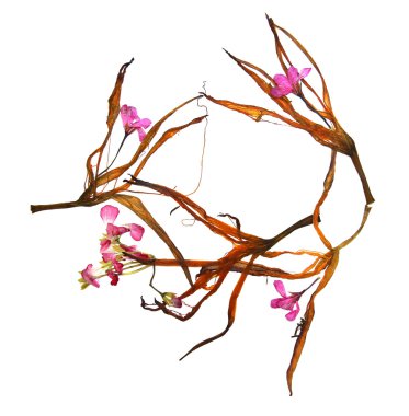 Kurutulmuş zambak yaprakları ve preslenmiş çiçek sardunyalar