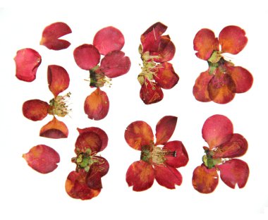 Preslenmiş ve kuru büyük kırmızı çiçekler ve petal Ayva ayarlayın. Serverdaki