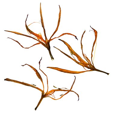 garip eğri haddelenmiş kurutulmuş zambak yaprakları