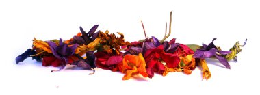 narin çiçekler, yapraklar ve yaprakları PR Sardunya, Petunya, Kuru