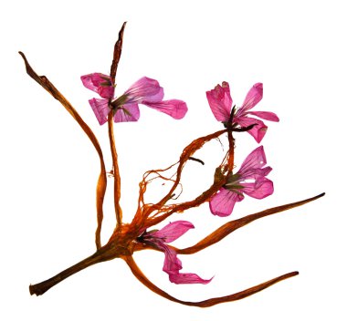 Kurutulmuş zambak yaprakları ve preslenmiş çiçek sardunyalar