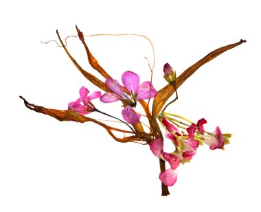 Kurutulmuş zambak yaprakları ve preslenmiş çiçek sardunyalar